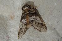 Drymonia dodonaea