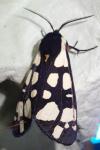 Arctia villica