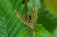 Cepphis advenaria
