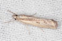 Agriphila inquinatella