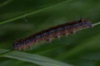 Malacosoma castrense