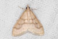 Paracorsia repandalis