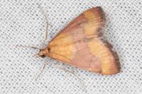 Pyrausta castalis