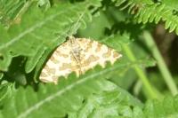 Pseudopanthera macularia