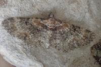 Eupithecia pulchellata