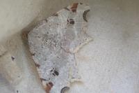Macaria alternata