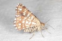 Chiasmia clathrata