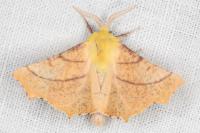 Ennomos alniaria