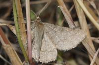 Isturgia murinaria