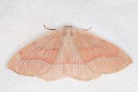 Hylaea fasciaria