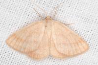 Aplasta ononaria