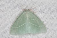 Hemistola chrysoprasaria