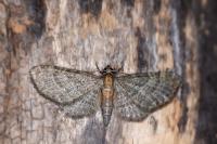 Eupithecia haworthiata