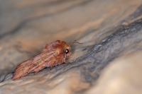 Sideridis lampra