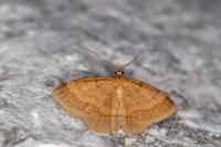 Scopula rubiginata