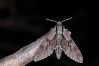 Hyloicus pinastri