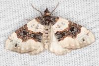 Cosmorhoe ocellata