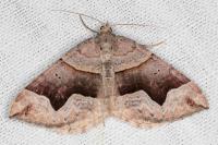 Scotopteryx angularia