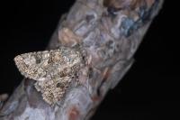 Anarta pugnax