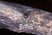 Lacanobia w-latinum