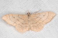Idaea aversata