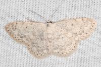Scopula marginepunctata