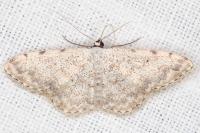 Scopula submutata roseonitens