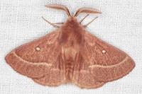 Lasiocampa trifolii trifolii