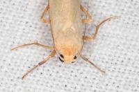 Indalia pygmaeola pallifrons