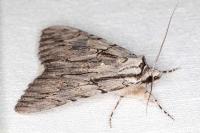 Catocala optata