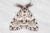 Lymantria monacha