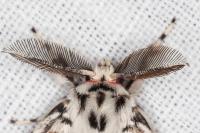 Lymantria monacha