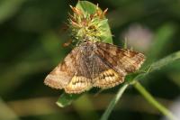 Euclidia glyphica