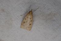 Udea numeralis