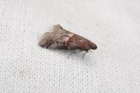 Acrobasis marmorea