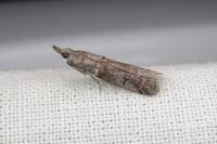 Acrobasis obliqua