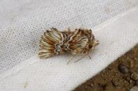 Amephana anarrhini