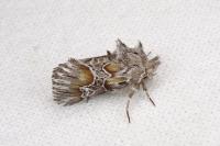 Amephana aurita
