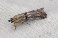 Asalebria florella