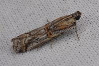 Asalebria florella