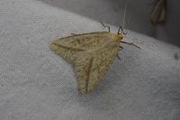 Aspitates gilvaria