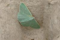 Chlorissa viridata