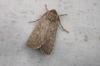 Dichagyris forcipula