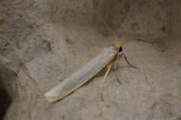 Eilema caniola