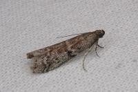 Ephestia woodiella/parasitella/elutella