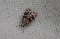 Eudonia delunella