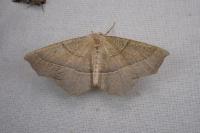Gerinia honoraria
