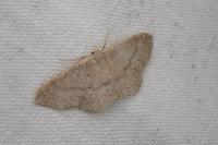Idaea eugeniata