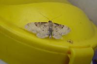 Idaea filicata