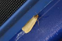 Indalia
